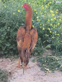 ديك هراتي • خط أول • قريت شريعه
