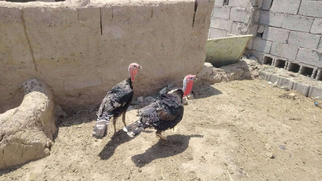 للبيع دجاجه مع افراخها درندراوي وكويتي عدد 11
زوج فسيفسات حايلات
دجاجه عرب  بياض العدد هواي
سعر ع خاص


**إذا كنت صاحب هذا الإعلان وتريد حذفه لأي سبب، رجاءا أرسل رسالة إلى الدعم الفني**