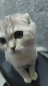 اصولي • تعميره ٢٥ • مديل ٢١