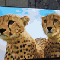 بلازما جيبسون • ٥٥بوصة • جديد