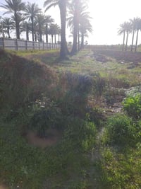 ارض للبيع 5دونم قرب السريع الجديد دوره يوسفيه تبعد عن السريع 3دقائق وع...