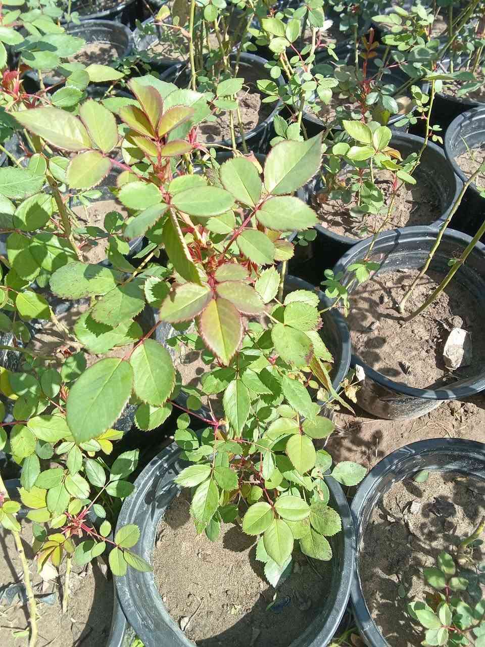 جوري عراقي 3 سنادين ب5000
التوصيل داخل بغداد فقط


**إذا كنت صاحب هذا الإعلان وتريد حذفه لأي سبب، رجاءا أرسل رسالة إلى الدعم الفني**