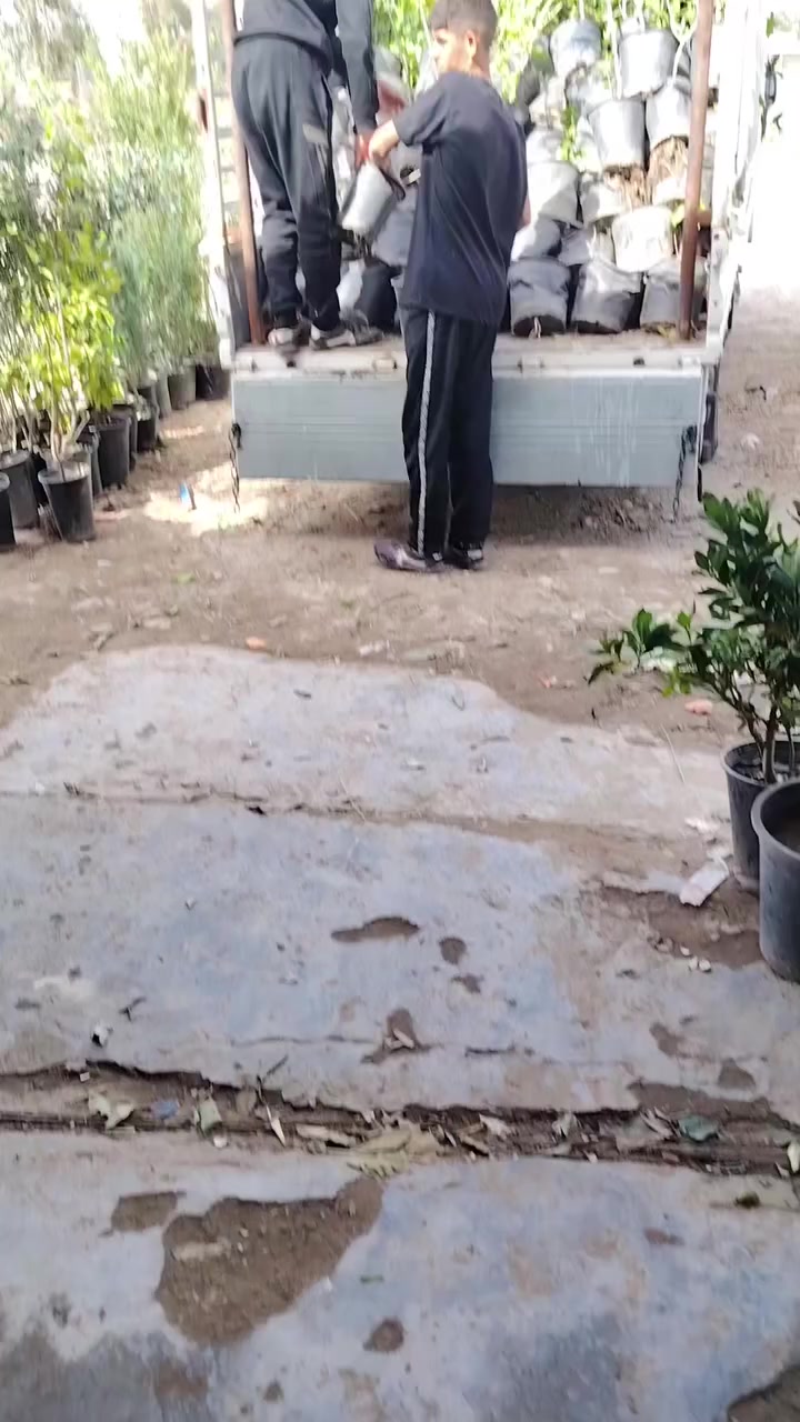 السلام عليكم ورحمة الله وبركاته 
وفر لكم مشتلنا تشكيلة متنوعة من اشجار الحمضيات كذلك انواع كثيرة من الأشجار والورود 
العنوان  ديالى الخالص التحويلة مشتل سعد العنبكي يرحب بكم للحجز والاستفسار .
***********
***********
