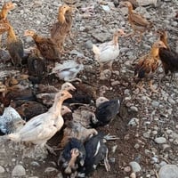 أفراخ دجاج • دجاج عرب • ٤٥ يوم