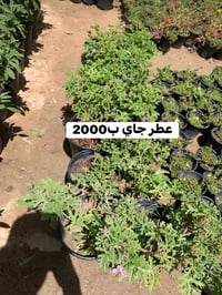 ديكور حديقة • أثاث • صور