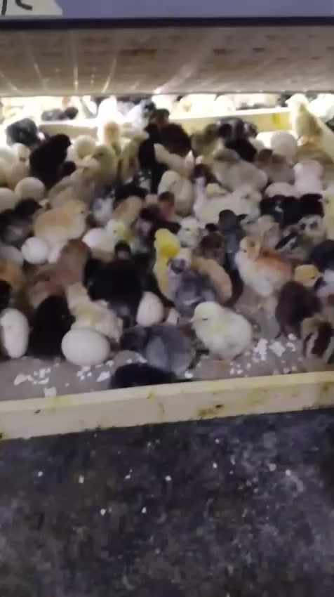 هاي تفقيسة بتاريخ البارحه 2026/2/16 للأخ العزيز ابوحسين الخفاجي من ديالى بفقاساتي شايف الخير اخويه ايات الرزق بالتوفيق انشاءالله اخوكم المصنع محمد العامري جهز لعمل جميع احجام الفقاسات وصيانت جميع انواع الفقاسات للتواصل*********** او*********** مكاني بلد
