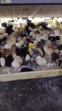 تصنيع فقاسات • صيانة فقاسات • بلد