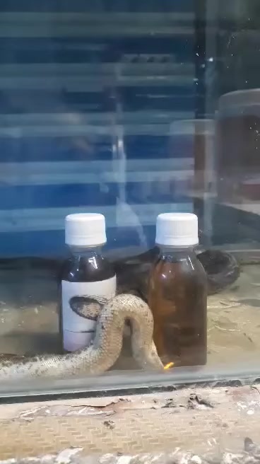 'مكتب الشفاء الأعشاب والزيوت الطبيعية*********** مكتب الشفاء الأعشاب والزيوت الطبيعية يقدم لكم 
زيت الحيه الاصلي امانة الله ورسوله 
يساعد على  تقويه البصيلة 
تنعيم الشعر 
 منع تساقط
تقويه الشعر 
سعر العلبه٣٠ الف دينار 
العنوان الزعفرانية اسواق مريم
طريقة الاستخدام يضع قليل على  فورة الرئس وسرح بين بصيلات وشعر باصابع الايد في مساء  ثم يترك  مدة ٨ ساعات ثم يغطى  الرأس بغطائ بلاستك علاكة 
 ويترك الى الصباح ويغسل شانبو خالي من مواد كيمياوية مثل شانبو نونو  تتوفر خدمة توصيل داخل بغداد ب٥ الاف 
والمحافظات الحبيبة ب٨ الاف
