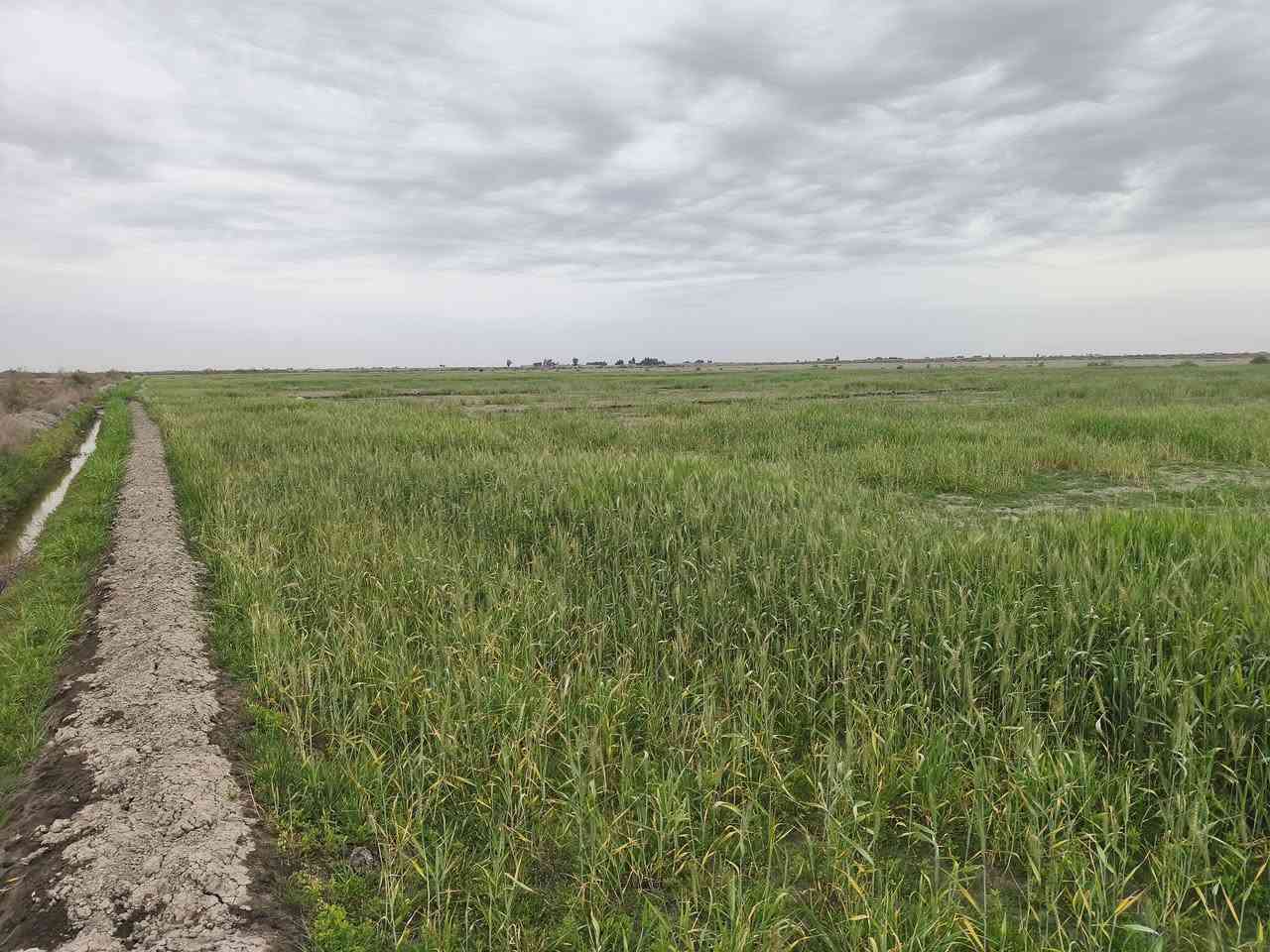 سلام عليكم كاع 20دوم البيع سفحه طريق ابو الماش بيه مطلاع  الستفسار تصال عل رقم ***********5
