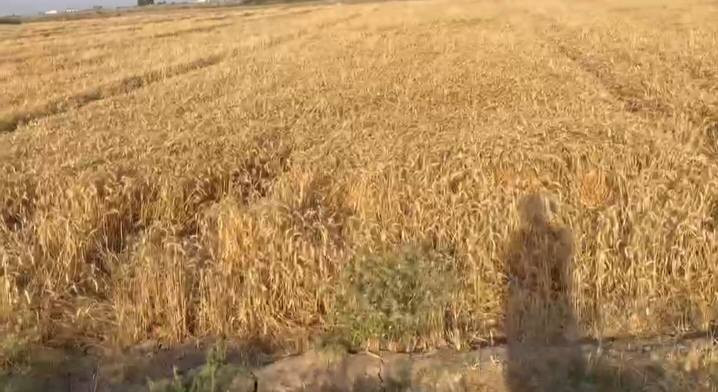 السلام عليكم ارض زراعيه مساحه ٢٠ دونم طابو سند ٢٥ تربه جيده جدا كهرباء وتبليط تبعد الارض ٥٠ متر وعن دجله اقل من كيلو نهر سقي خاص ١٠ دوانم منها بستان زراعه جديد مع حمضيات و١٠ دوانم مزروعه حنطه وجه الارض ١٠٥ متر تبعد عن مركز المدينه ٥ دقايق المكان الصويره طريق كصيبه سعر الدونم ١٨ مليون وبيها مجال *********** تباع حسب الطلب
