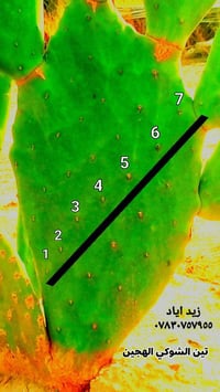 تين شوكي هجين • صبار عراقي • شتلات وكفوف