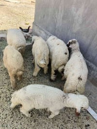طليان البيع خمس فحله 5 وخمس 5 نثايه المكان واسط صيطرت الج  07719122366