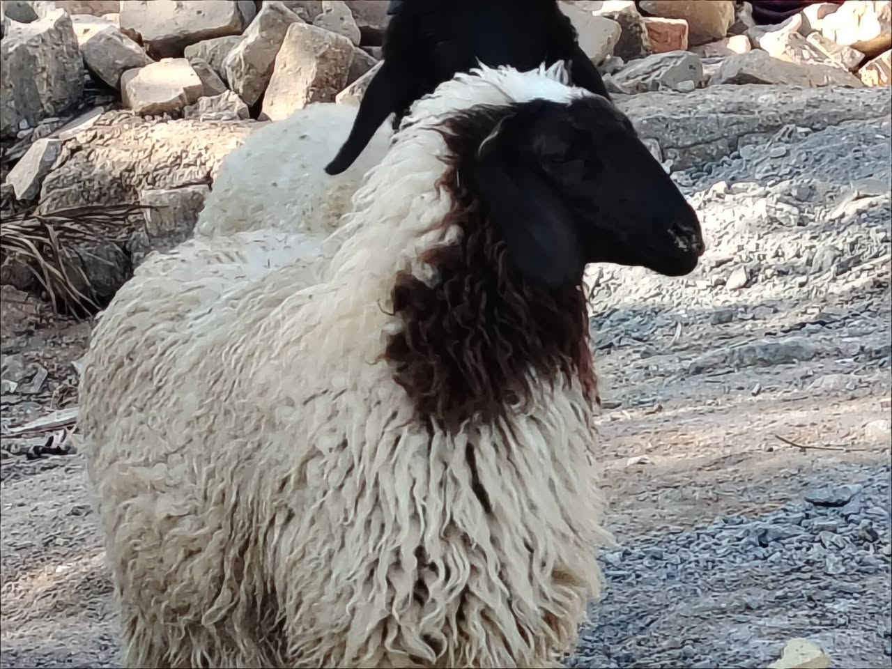ياالله 
طليان ثنين نثايه شرط الصحاء 
طليان خشنات وسمان مناسبات 
مال جني نذر سعر الواحده 215
مكان الديوانية قضاء الشاميه 
توصيل ماكو شراي يتصل 
***********
