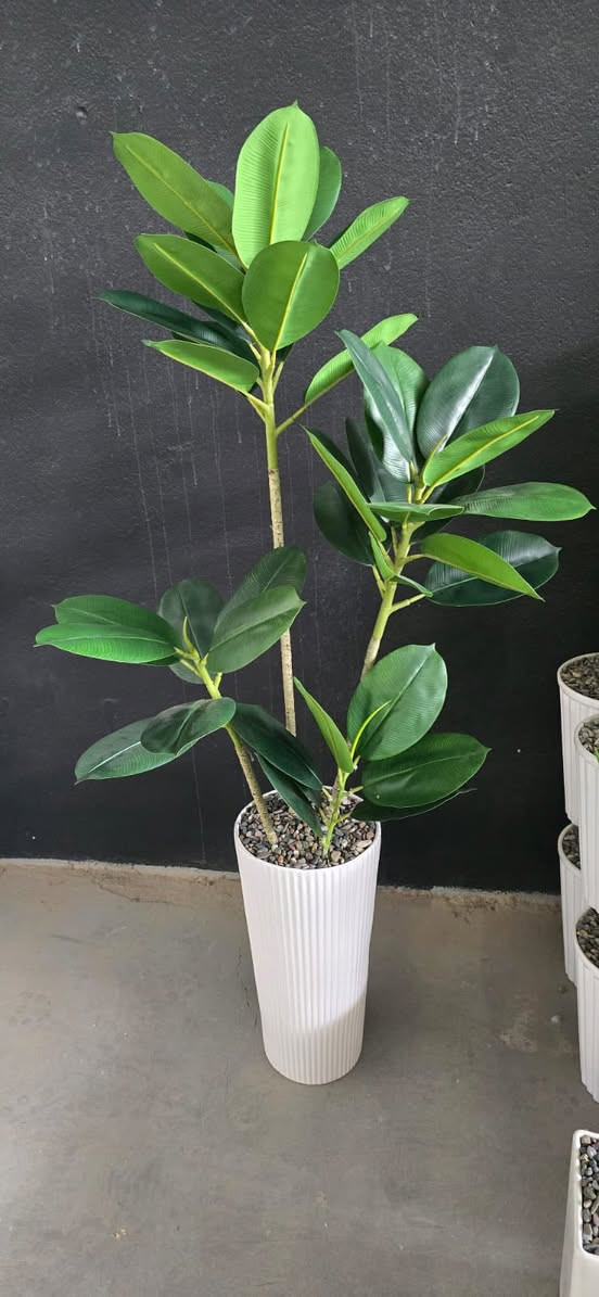 شجرة مطاط كوالتي جدا عالي الارتفاع 170cm سندانه زجاج ثقيل باقي قطعه اخيرة ‼️


**إذا كنت صاحب هذا الإعلان وتريد حذفه لأي سبب، رجاءا أرسل رسالة إلى الدعم الفني**