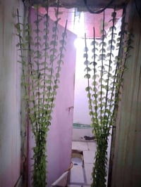 رهينه • ٥٠م • شارع المطار القديم