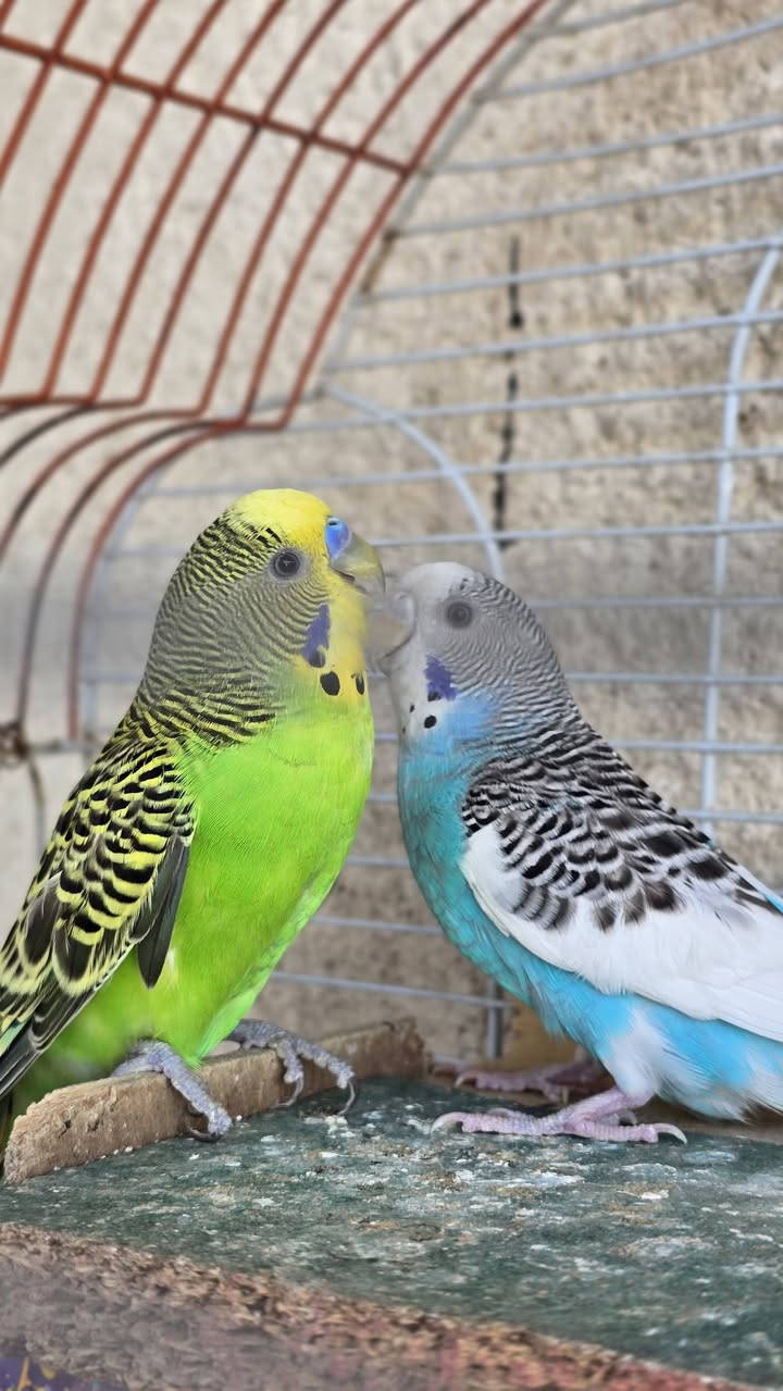 سلام عليكم طيور حب زوج مزاوجات وكاضات حله يردن يبيضن السعر ١٥
مكاني البصره القبله عندي توصيل الساحه سعد
الستفسار ع رقم ***********
