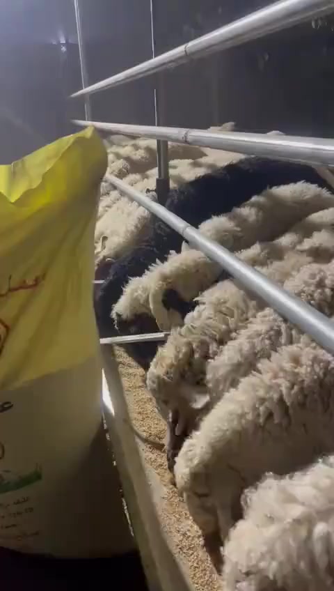 تجهيز احد الزبائن بعلف مجترات اغنام من معمل اعلاف كربلاء مكتب اعلاف الدجيل الوكيل الحصري لمعمل اعلاف كربلاء في صلاح الدين العنوان الدجيل شارع العام قرب مدخل عواره


**إذا كنت صاحب هذا الإعلان وتريد حذفه لأي سبب، رجاءا أرسل رسالة إلى الدعم الفني**