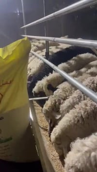 علف مجترات • معمل اعلاف كربلاء • الدجيل