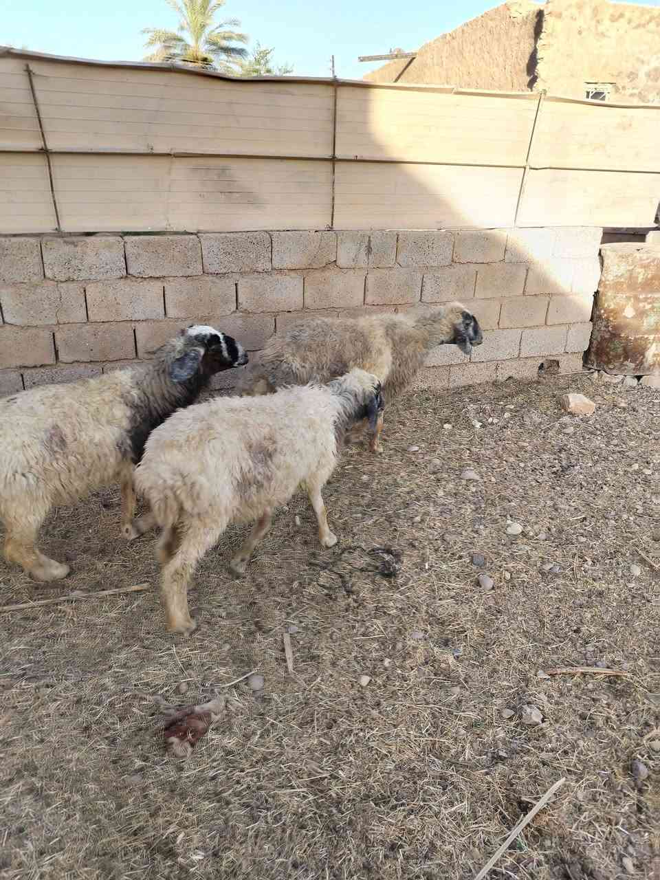السلام عليكم نعجه ام ثاني وراهه توم دجات وحده يمكن عشره مال جنيه كل سنه تلد توم خشانه فول السعر مليون وربع استفسار ع ***********
