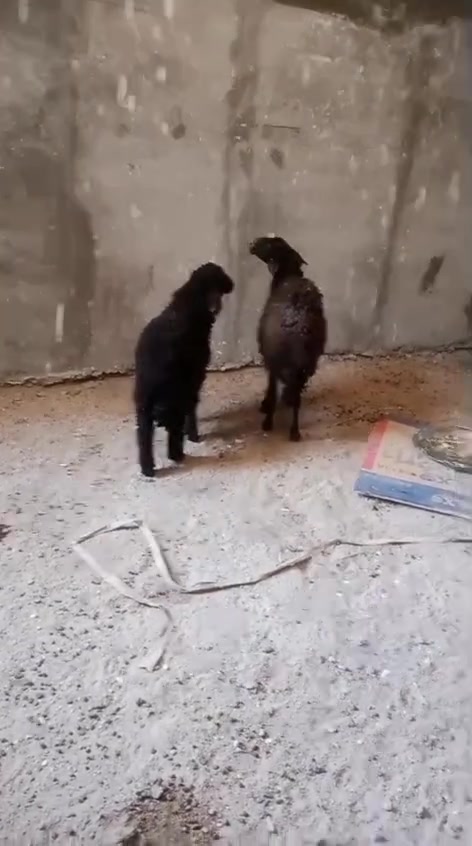 مطفيل البيع... بصره قضاء المدينه..***********
