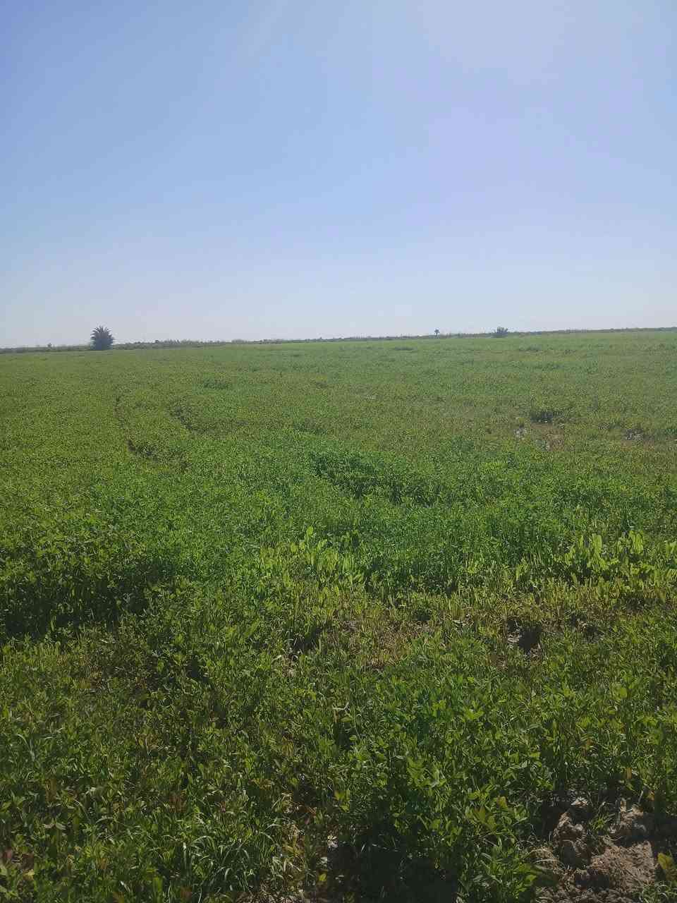 السلام عليكم للبيع ٥ دونم مع دار مع حقول عدد٢ عقد ٢٤ الجديد الأرض مستصلحه وقنوات مبطنه صالحه للزراعة كافة الخدمات مكانه الصويره قرب مشروع كصيبه سعر الدونم ١٥ مليون  تلفون***********
