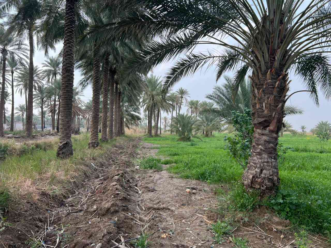 السلام عليكم
قطعة أرض مساحة 6 دونم طابو صرف خدمات كاملة تبعد عن الشارع 20 متر واجهة 40 نزال 600 / يوجد فيها 80 نخلة حمال واشجار تين 
الموقع /طريق سدة محاويل/ أراضي الناصرية 
للتفاصيل أكثر 0786 337 7890
