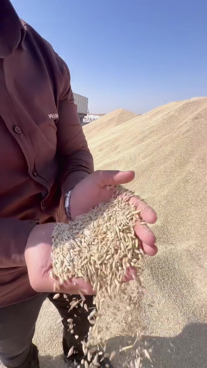 ‏يوجد لدينا شعير أبيض بذور واصل جميع المحافظات ونسب الأسعار***********

