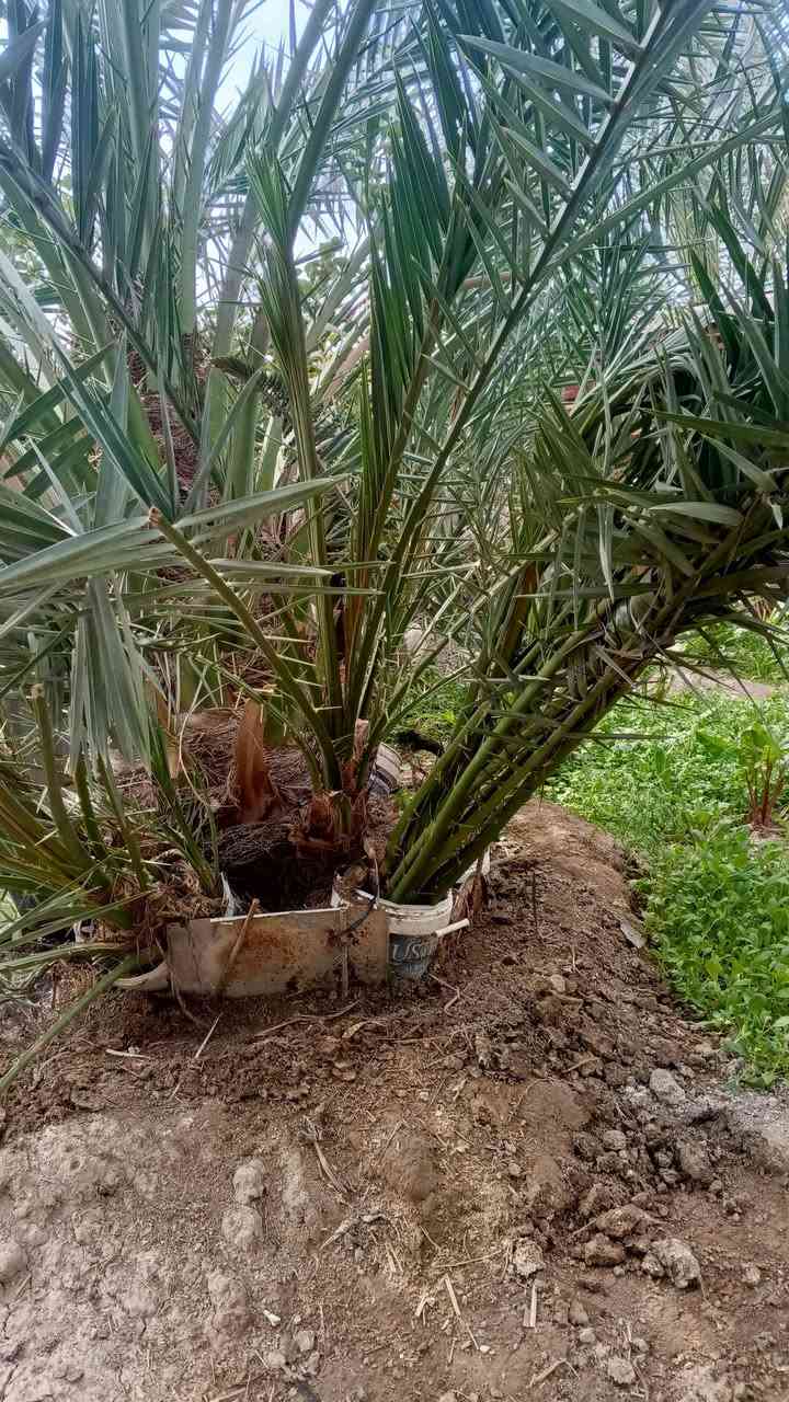 السلام عليكم يوجد نخل برحي حر مجذر للبيع قضاء المدينه رقم الهاتف ‏‪+9647703298530‬‏


**إذا كنت صاحب هذا الإعلان وتريد حذفه لأي سبب، رجاءا أرسل رسالة إلى الدعم الفني**