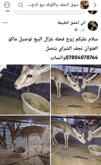 للبيع • ديكور منزلي • متفرقات