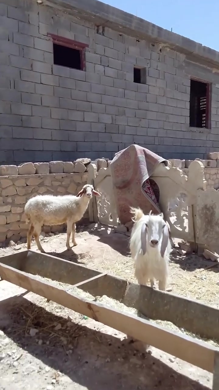 بسم الله الرحمن الرحيم 

اخوان اسمع الفديو للاخير واتصل

حلال  للبيع العدد عنز و نعجه  سن وشطر ونصاح العنز  اول بطن ونعجه ام ثالث صور سنونهن موجوده  

كلهن معشرات ... ماخذات فحل 

 مكانه حديثه يوجد توصيل داخل محافضه الانبار 

رقمي وبي واتساب ***********

بخصوص السعر.... العنز ب 225

والنعجه ب 215

 اتصل ودلل

