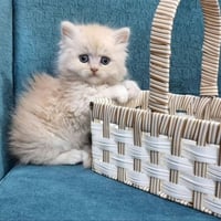 بزونة • للبيع