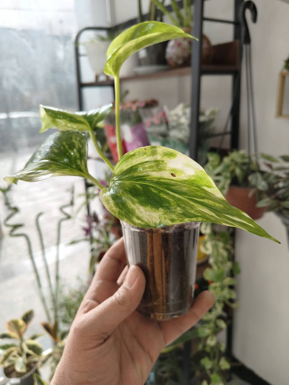 متوفرين في مشتل برعم

جميع الأسعار مذكورة تحت تحت 
جميع النباتات بصحة جيدة 
تستلم مثل الصورة بالضبط 

مكاني موصل حي السكر قرب جامع الرحمة 
يوجد توصيل لجميع محافظات العراق 

للحجز والطلب مراسلة الصفحة او التواصل 
على رقم الواتس اب ***********

رابط صفحة الانستا
https://www.instagram.com/brmllnbtt?igsh=MWx3OWdvYm0zNzUwMg==
تابعنا ليصلك كل ما هو جديد 
#برعم_للنباتات_المنزلية
