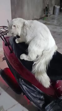 جوك • سلف شغال • عداد ٦٤