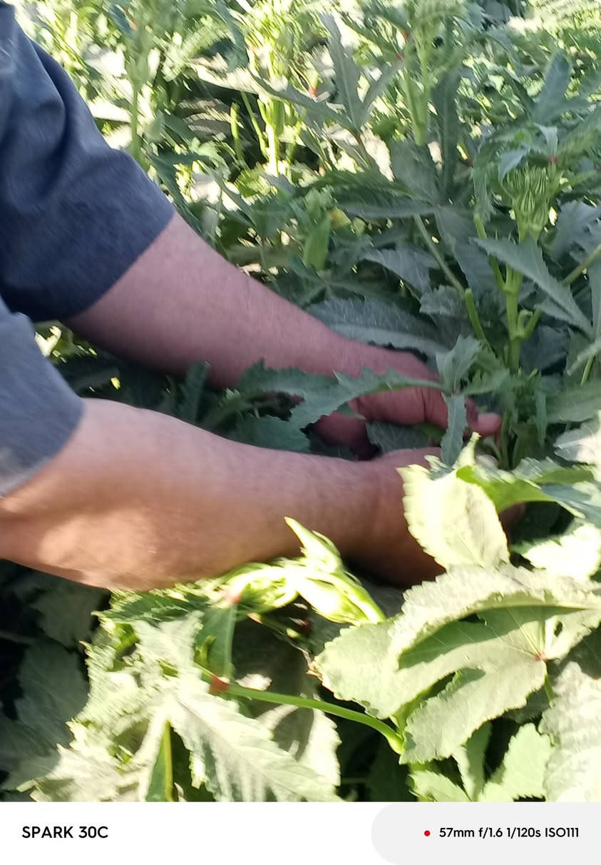 بذوربانيه متعهدبيهدرجهاولئنوعيه الي وولبذورالعبير***********
