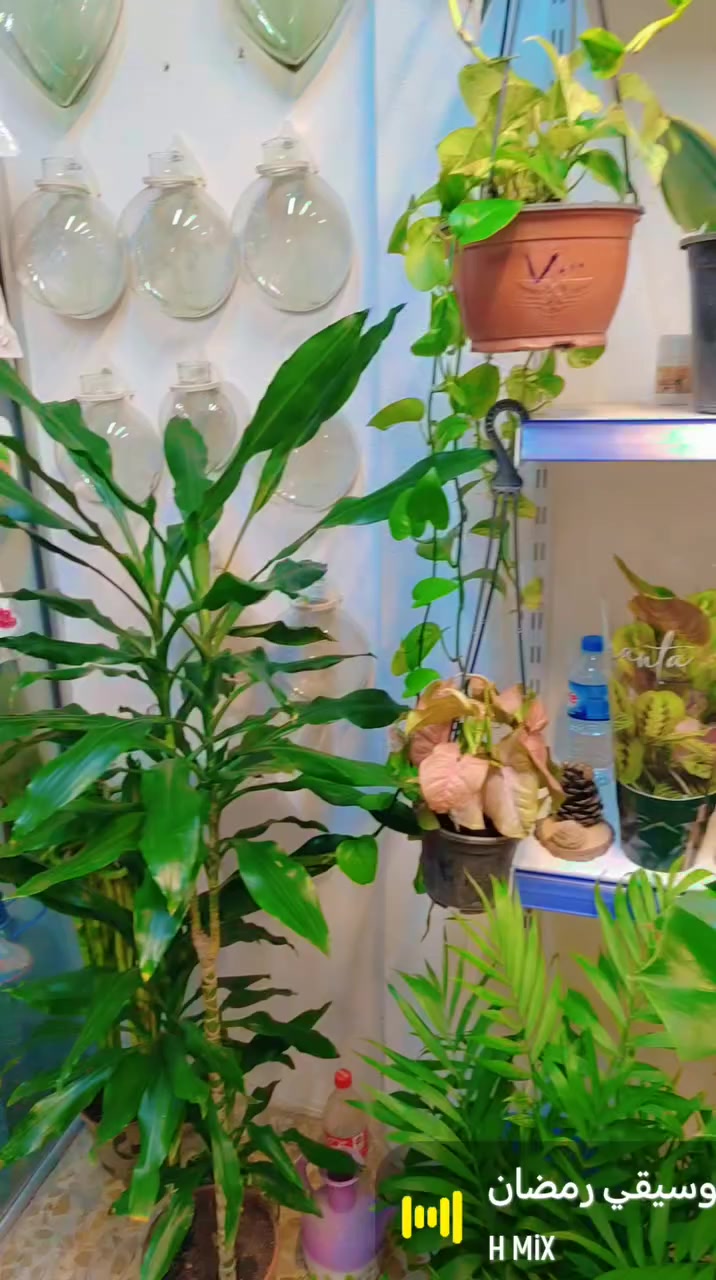 وصول وجبه جديده من النباتات الظليه استمتعو بجمال طبيعي يملأ منازلكم بالراحه والسكينة الموقع سوق سومر فرع صيدلية مروه المصطفى أهلا وسهلا بكم شير ومتابعه ومشاركه الصفحه واكسبلور فولو ولايك فضلا وليس 🌹 💐 💚 🌿 🌺


**إذا كنت صاحب هذا الإعلان وتريد حذفه لأي سبب، رجاءا أرسل رسالة إلى الدعم الفني**