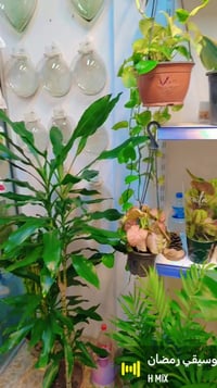 نباتات ظلّية • نباتات زينة • سوق سومر