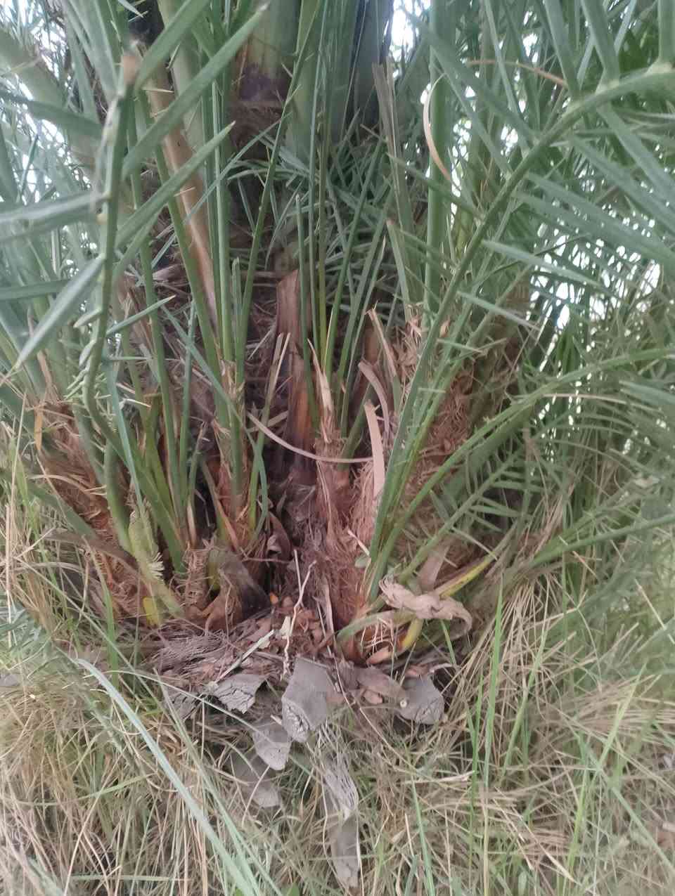 افراخ استعمران وخضراوي للبيع عدد تقريبا  100 مكاني سوق الشيوخ ***********
