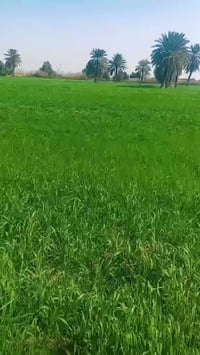 الحسينية كوت • ٧دونم • طابو صرف