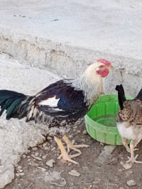 دجاج عربي أصيل • دماء نقية • ٣٥دجاجه