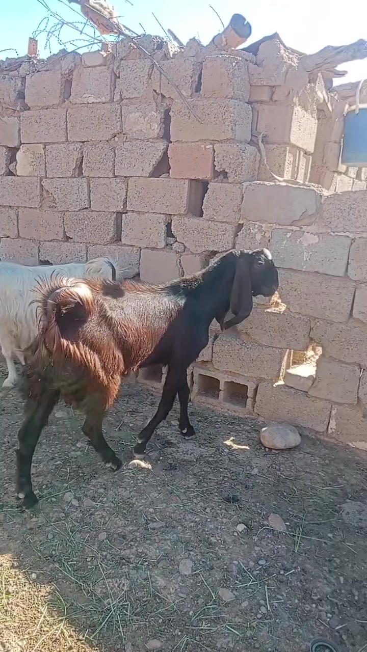 سلام عليكم 
تيس افغاني اجم من امهات اصايل للبيع شرط الفحوليه والنصاحه. العمر عشر أشهر  شراي الاتصال ***********
