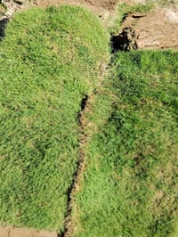 أشجار وورود • ثيل هندي • الديوانية الشافعية