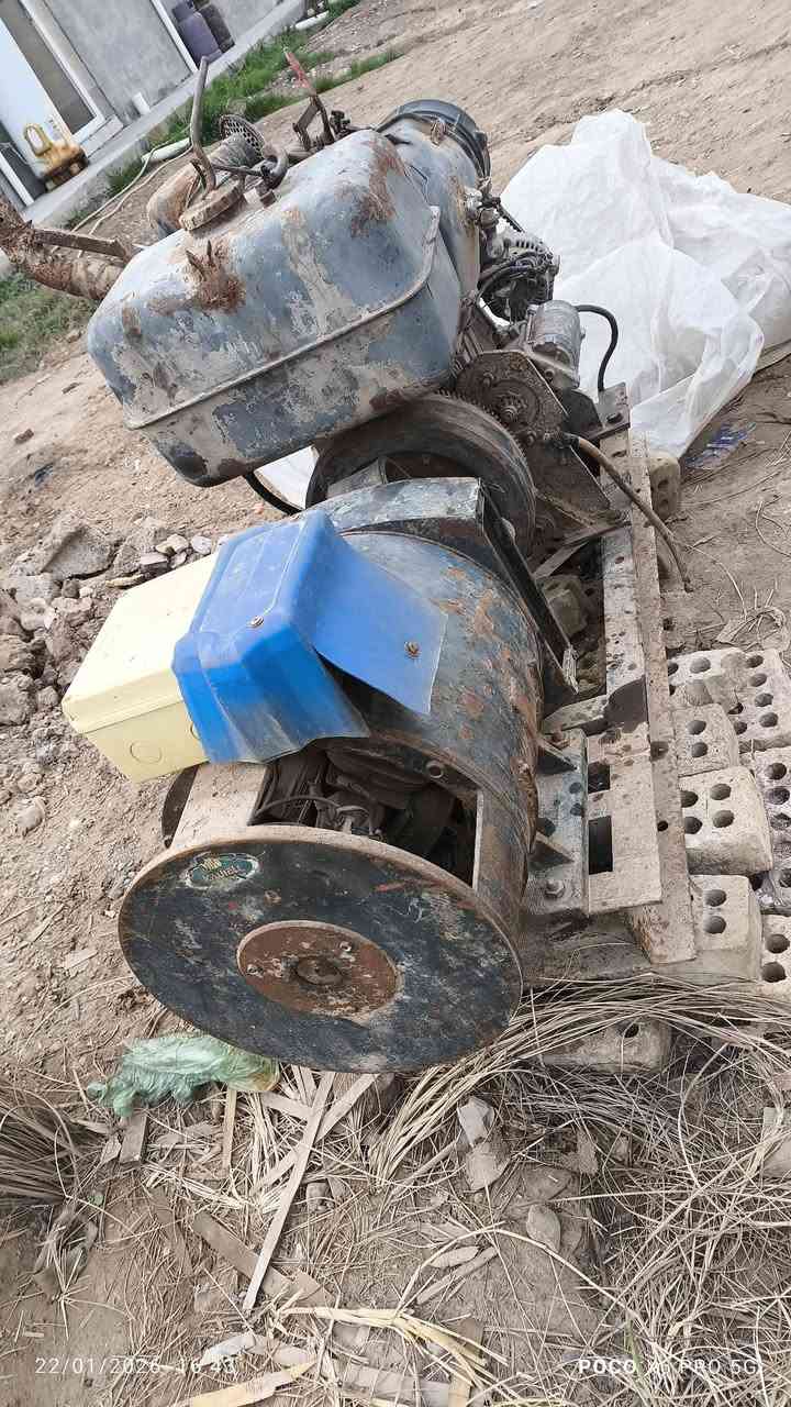 مولد دويز عربي بستمين للبيع ***********
