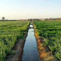 شيخ عامر • ٣٣دونم • ماء كهرباء