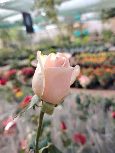 🌹 ما شاء الله تبارك 🌹

وفرنالكم الجوري الإيراني
نبات خارجي شمسي جميل جدا
مقاوم للحرارة والاجواء العراقية (عن تجربه، مزروع بالمشتل)
🏵️🌹🌺🌼🌷🌹🥀🌺🌼💮💐🌷
سعر الشتله ٤٠٠٠ دينار فقط 💥
للطلب و إلاستفسار الاتصال على الرقم التالي *********** ☎️
يوجد خدمة توصيل داخل الكوت فقط 🚕
متواجدين 👇
من الساعة 8:00 ص🕗
و حتى الساعة 10:00م🕙
