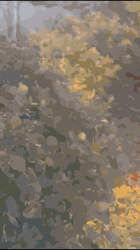 يوجد لدينا مزارع اليجار في البوعيثة بسعر 07865953969مناسب موثقة بتطبيق...