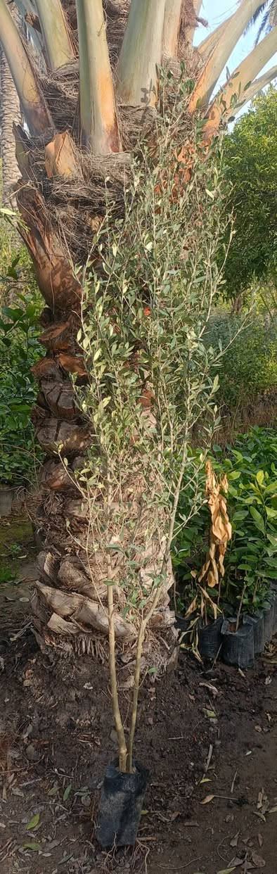 مشتل كرار الزراعي.   لايوجود توصيل فقط للكميه الاجره ع مشتري 

 الأسعار جمله فقط 
وجبه جديده اكثر من مترين ع 3متر 

زيتون خستاوي ارتفاع شتله مترين ع 3متر عود جبر 
معزول كيس ابو 3كيلو سعر 2٫500 
الكميه موجوده 1500شتله حاليا 

كصه ثانيه مال عزل ارتفاع شتله متر ع متر وربع  كيس ابو 3كيلو سعر 1٫250

تحياتي الكم احبتي متابعين 
العنوان بغداد الكريعات يم وقف سني 
واتساب ***********
