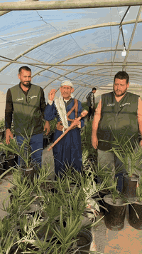 وتستمر عروض البشير العالمية المميزة
يسرّ شركة البشير العالمية أن تقدم لزبائنها الكرام عروضًا خاصة على فسائل البرحي النسيجي ذات الجودة العالية، والمتوفرة بأحجام جاهزة تمامًا للزراعة.

💠 الأسعار الحالية:
 • الحجم الأول: 135,000 ألف
 • الحجم الثاني: 130,000 ألف

اغتنموا الفرصة الآن واحصلوا على فسائل نسيجية معتمدة وبجذور قوية، مع ضمان الجودة من شركة البشير العالمية.

✨ اختياركم لنا هو بداية موسم ناجح وزراعة مثمرة بإذن الله
.

للاستفسار والتواصل:
- قسم المبيعات النخيل : ***********
- قسم المبيعات النخيل : ***********
- قسم الاسمده والتوصيل: ***********

الموقع: محافظة بابل، مدينة الحلة، طريق منطقة عوفي.

#البشير_مشروع_وطن  
#شركة_البشير_العالمية
