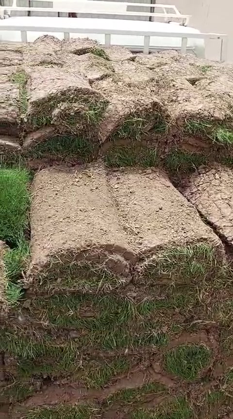 متابعينة الكرام يتوفر لدى مشتل التاجي  اجود انواع الزميج خاص للحدائق والمزراع درجه اولئ ونظيف  خالي من الاملاح والقصب/// للاستفسار والطلب *********** واتساب
*********** واتساب
