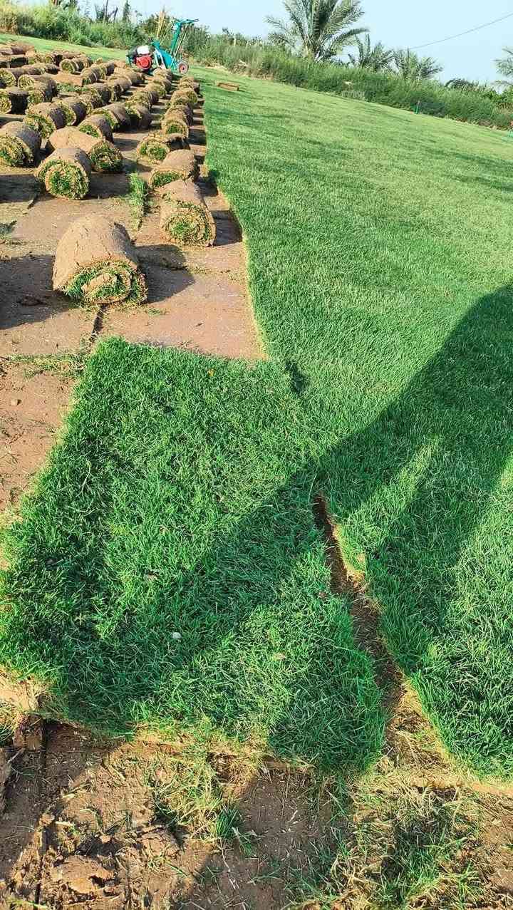 باسعار ثيل ديالى الطبيعي 🏡
أهلاً بكم في مجموعه مزارع ابو عباس  الثيل الطبيعي مزارع ديالئ  🌿🌱
 نقدم لكم افضل انوع الثيل الطبيعي عالي الجوده يتحمل كافه الضروف البيئية.🌦️🌞
دائم الخضرة🌿🌳 وباسعار تنافسيه ☘️❤️
#مستعدون لتجهيز وفرش الحدائق🏡 ودوائر الدولة🏡والمنازل🏡🏡
و تجهيز الملاعب🏟️ والمنتزهات الجودة العالية في العمل👷👷

مع خدمة التوصيل خلال24ساعه🚛🚛
الاسعار 💵💸 تختلف حسب الكمية 
للاستفسار الاتصال على : الرقم 
او التواصل مع الصفحه  او ارسال رسالة على الوتساب ‏‪***********
