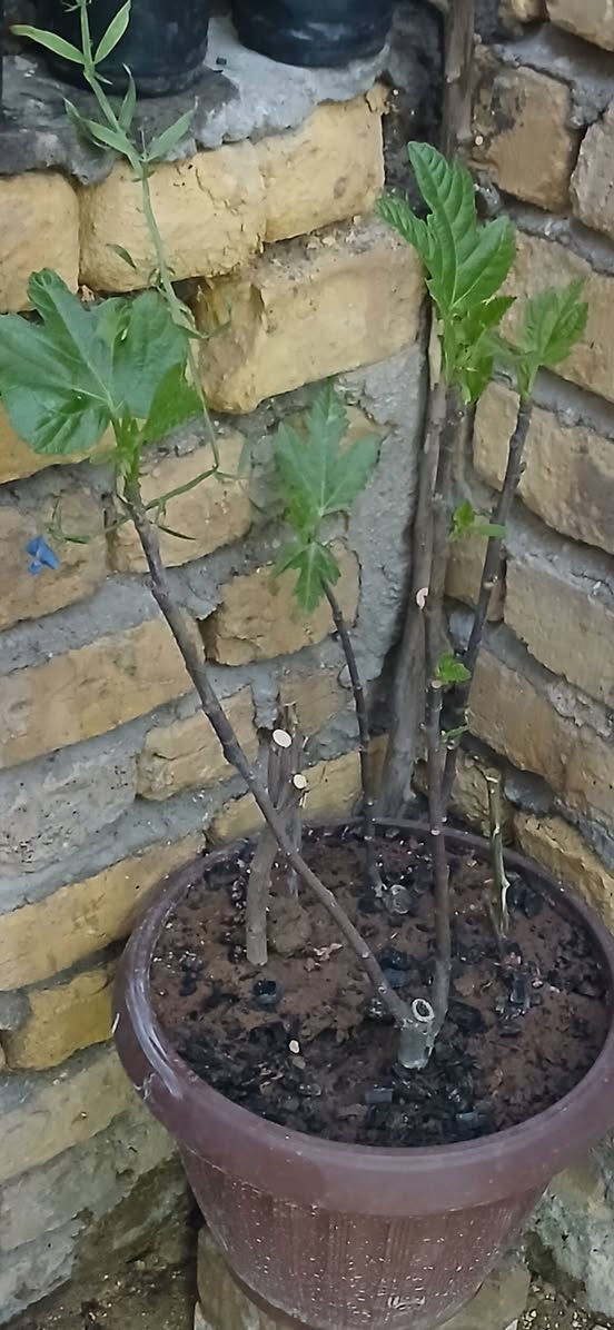 متوفر شتلات ورد وسنادين اعمال فنيه جاهزات وفواكه سعر ٥ الاف كاملات ‎0789 269 1110 بي واتس اب
